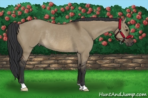 Horse Color:Brown Dun Rabicano