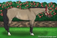 Horse Color:Brown Dun Rabicano 