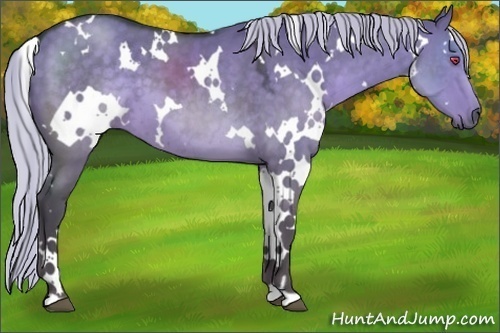 Horse Color:White Spotted Silver Grullo Chinchilla 