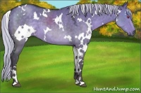 Horse Color:White Spotted Silver Grullo Chinchilla 