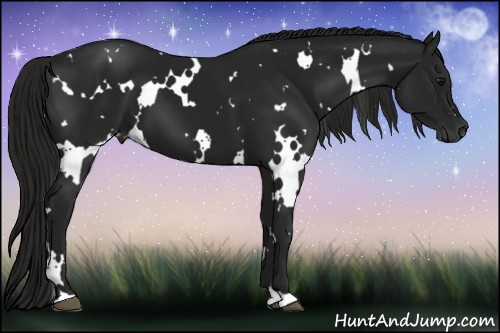 Horse Color:Gray White Spotted Smoky Black