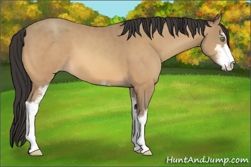 Horse Color:Amber Champagne Sabino