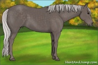 Horse Color:Platinum Silver Black 