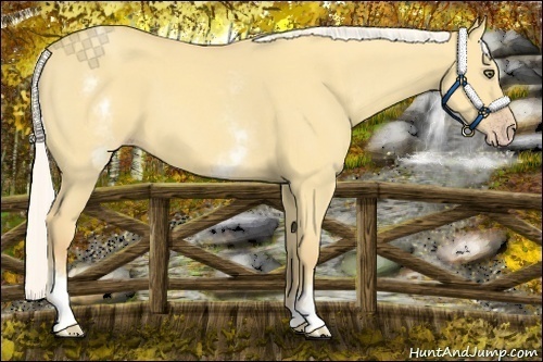 Horse Color:White Spotted Silver Amber Cream Champagne Dun 