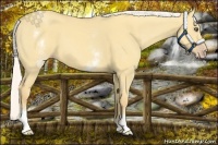 Horse Color:White Spotted Silver Amber Cream Champagne Dun