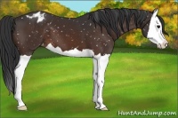 Horse Color:Brown Splash Appaloosa 