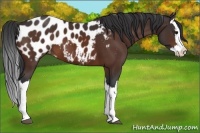 Horse Color:Brown Splash Appaloosa 