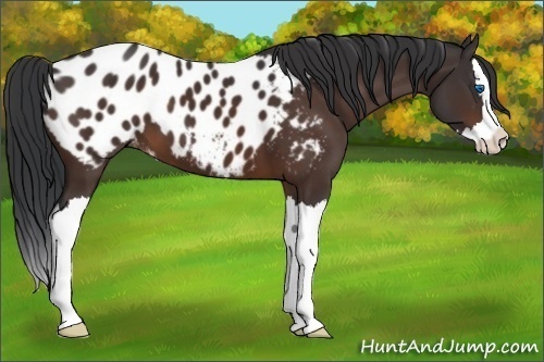 Horse Color:Brown Sabino Splash Appaloosa