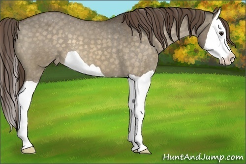 Horse Color:Buckskin Dun Splash Appaloosa 