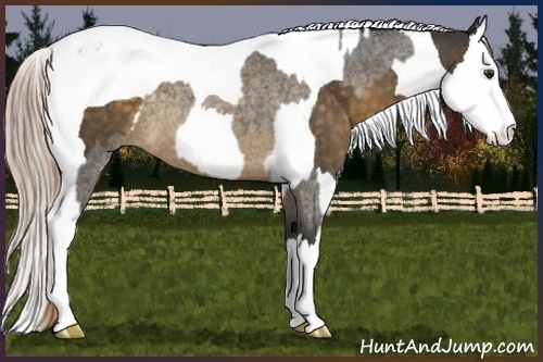 Horse Color:Chocolate Palomino Roan Sabino Splash  and Chocolate Palomino Splash Tobiano 