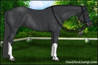 Horse Color:Black Rabicano
