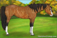 Horse Color:Buckskin Splash  and Gray Buckskin Splash 