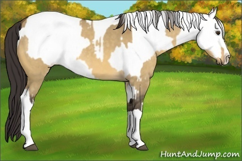 Horse Color:Buckskin Dun Splash and Buckskin Dun Splash