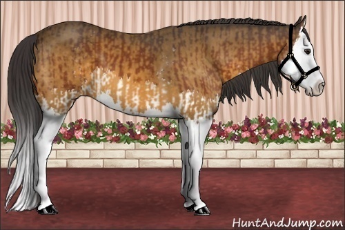 Horse Color:White Spotted Bay Splash  and Buckskin Splash 