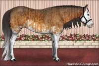 Horse Color:White Spotted Bay Splash  and Buckskin Splash 