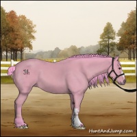 Horse Color:Watercolor Bay 
