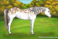 Horse Color:Buckskin Splash  and Buckskin Splash Blanket 