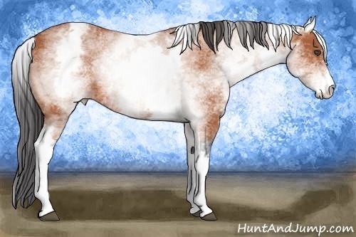 Horse Color:White Spotted Bay 