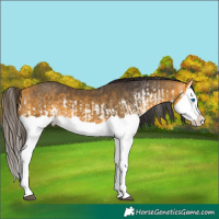 Horse Color:Buckskin Sabino Splash  and Buckskin Splash 