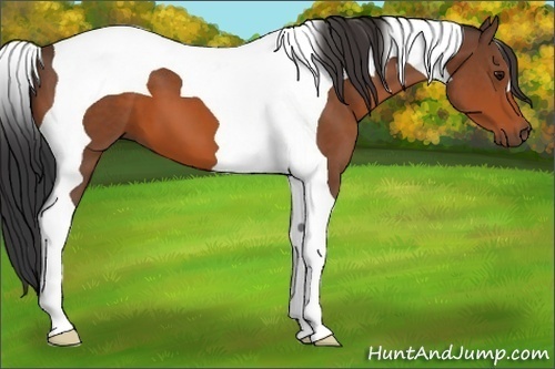 Horse Color:Bay Tobiano 
