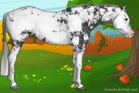 Horse Color:Black Sabino 