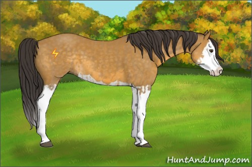 Horse Color:Buckskin Splash  and Buckskin Splash 