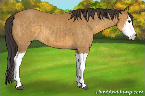 Horse Color:Buckskin Splash and Buckskin Splash