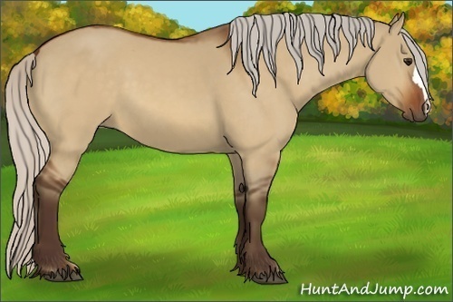 Horse Color:Silver Bay Dun 