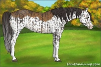 Horse Color:Smoky Black Splash and Buckskin Splash