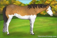 Horse Color:Buckskin Splash and Buckskin Splash