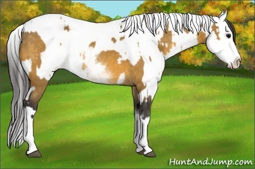 Horse Color:White Spotted Buckskin Splash and Buckskin Roan Splash