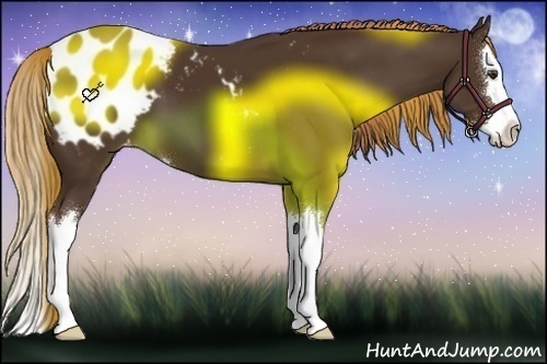 Horse Color:Liver Chestnut Sabino Splash Appaloosa 