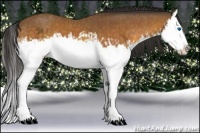 Horse Color:Buckskin Splash and Buckskin Splash