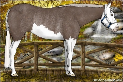 Horse Color:Silver Black Splash Rabicano