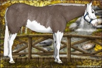 Horse Color:Silver Black Splash Rabicano