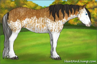 Horse Color:Buckskin Splash  and Gray Buckskin Splash 