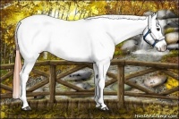Horse Color:Buckskin Tobiano Appaloosa 