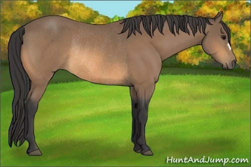 Horse Color:Buckskin Rabicano