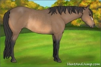 Horse Color:Buckskin Rabicano 