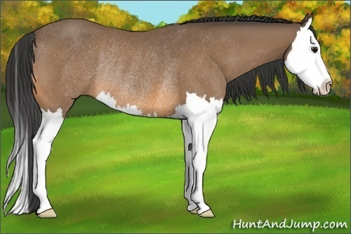 Horse Color:Buckskin Splash Rabicano