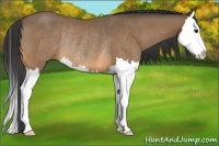 Horse Color:Buckskin Splash Rabicano