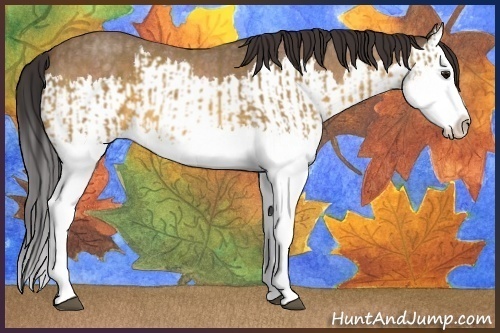 Horse Color:Buckskin Roan Splash and Buckskin Roan Splash