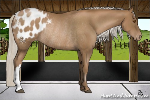 Horse Color:Silver Black Pearl Appaloosa Rabicano 