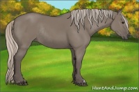 Horse Color:Silver Grullo Rabicano 