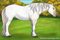 Horse Color:Silver Bay Ice Dun Tobiano Appaloosa 