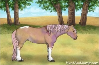 Horse Color:Painted Red Dun Sabino Tobiano Rabicano 