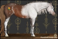 Horse Color:White Spotted Liver Chestnut 