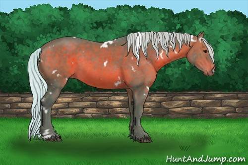 Horse Color:Watercolor White Spotted Silver Bay Rabicano 