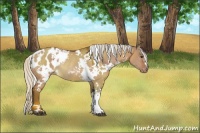 Horse Color:White Spotted Silver Bay Dun Appaloosa Rabicano 