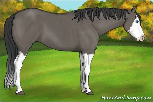 Horse Color:Grullo Sabino Splash  and Grullo Sabino Splash 